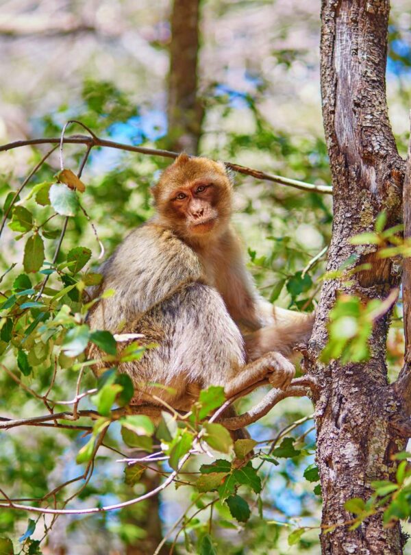 3 Dias De Viagem Pelo Deserto De Fez A Marrakech