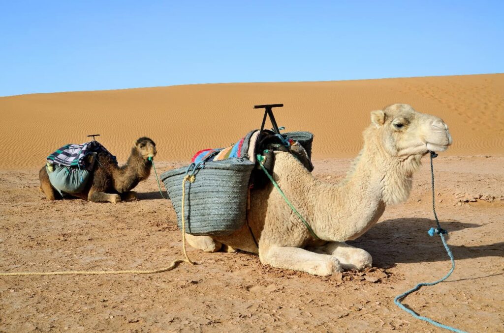 3 Dias Viagem de Marrakech a Fez pelo Deserto