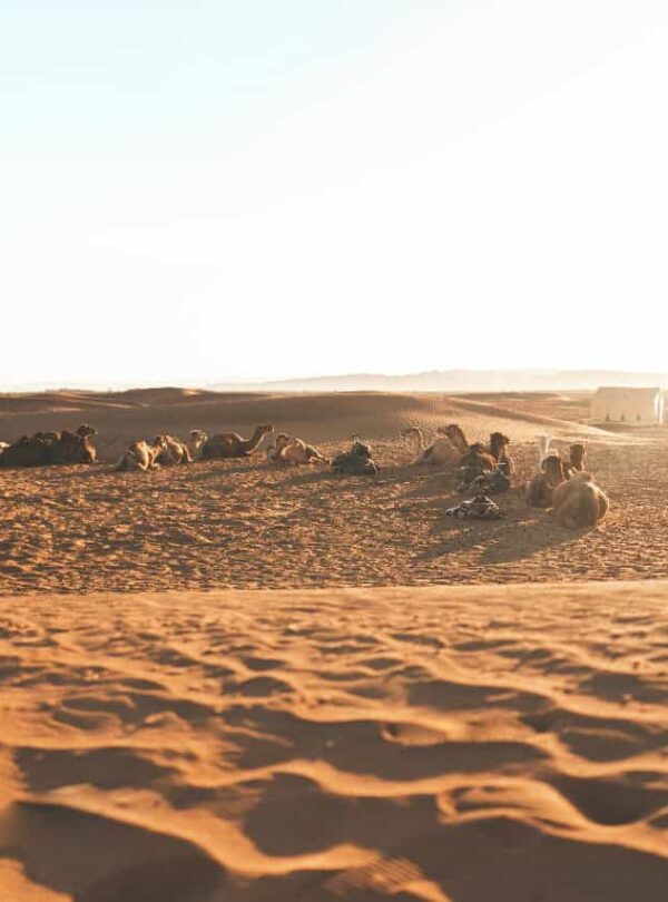 Viagem de 3 Dias pelo Deserto de Marrakech a Fes