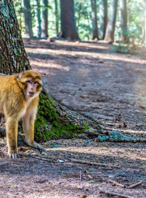 5 Dias De Casablanca A Marrakech