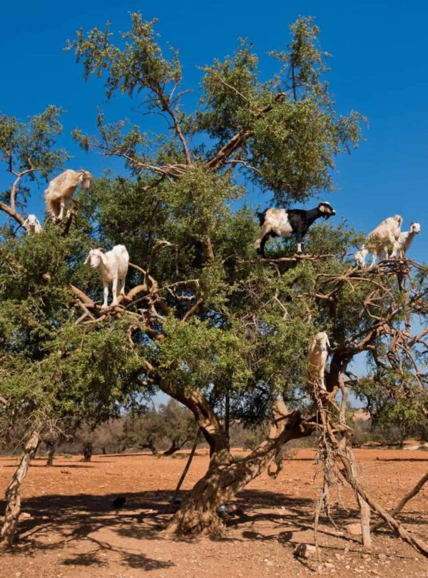 Excursão De Um Dia à Costa De Essaouira A Partir De Marrakech