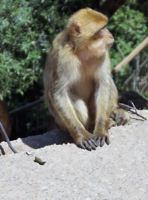 Excursão de um dia às Cataratas de Ouzoud saindo de Marrakech